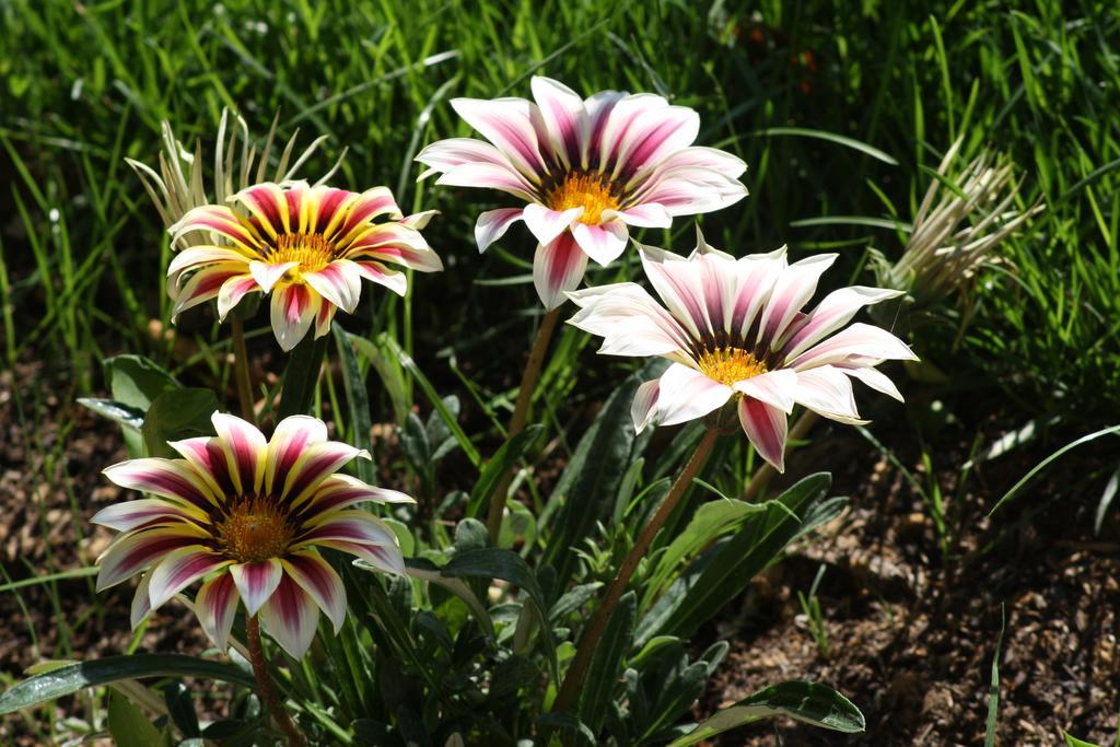 L'Abri Du Poete Bed & Breakfast Besse-sur-Issole Luaran gambar